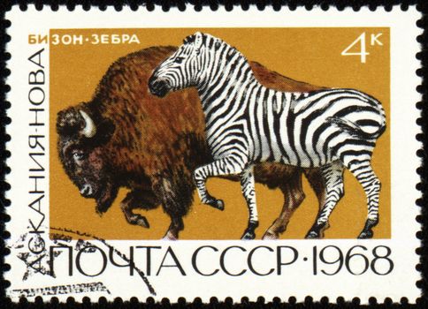 USSR - CIRCA 1968: stamp printed in the USSR, shows zebra and bison, series "Askania Nova Reserve", circa 1968
