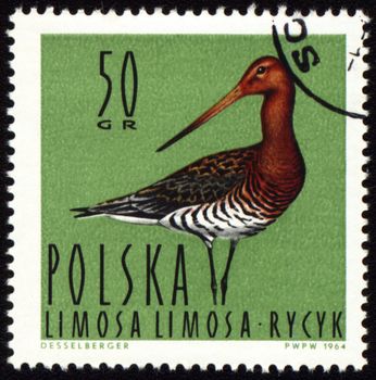 POLAND - CIRCA 1964: stamp printed in Poland, shows Black-tailed Godwit, series, circa 1964