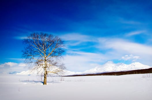 Magnificent winter landscape - a tree against a volcano