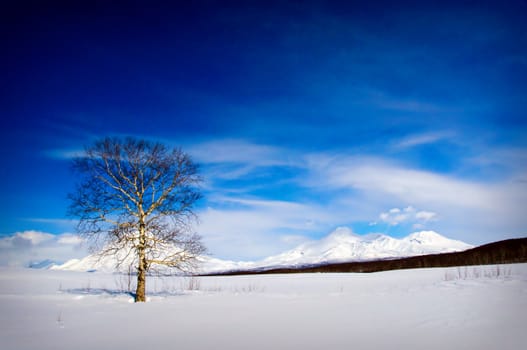 Magnificent winter landscape - a tree against a volcano