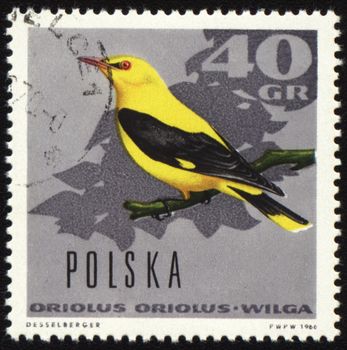 POLAND - CIRCA 1966: stamp printed in Poland, shows oriole, series, circa 1966