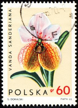 POLAND - CIRCA 1965: stamp printed in Poland, shows orchid Vanda Sanderiana, circa 1965