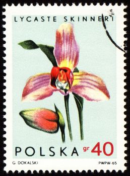 POLAND - CIRCA 1965: stamp printed in Poland, shows orchid Lycaste Skinneri, circa 1965