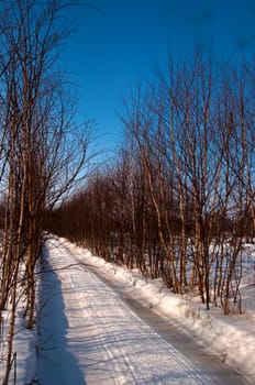 Wood road covered with snow through young trees