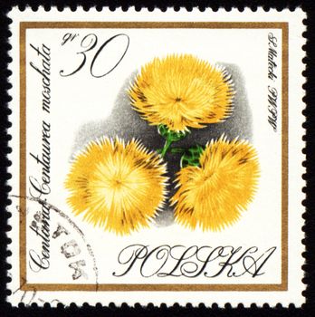 POLAND - CIRCA 1966: stamp printed in Poland, shows yellow flowers (Centaurea moschata), circa 1966