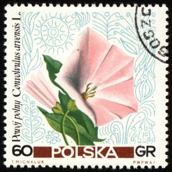 POLAND - CIRCA 1967: a stamp printed in Poland shows a flower Convolvulus arvensis, circa 1967