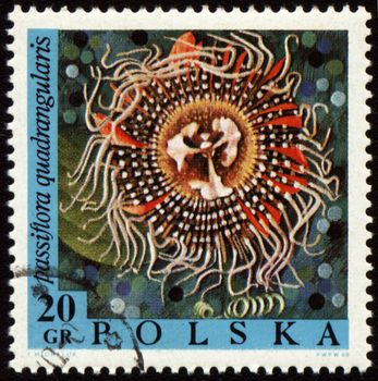 POLAND - CIRCA 1968: stamp printed in Poland, shows flower Passiflora Quadrangularis, circa 1968