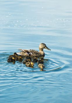 duck with ducklings swimming across lake