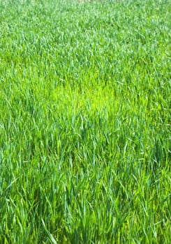 Juicy young green grass as a background