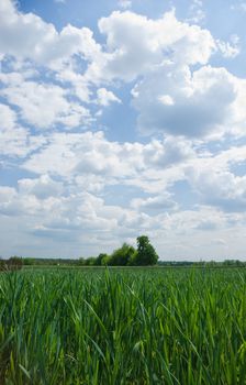 Landscape - green fields, the blue sky and white clouds