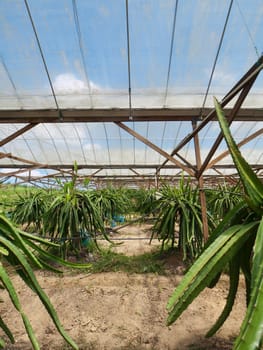 Red dragon fruit or Hylocereus undatus greenhouse farm in Malaysia