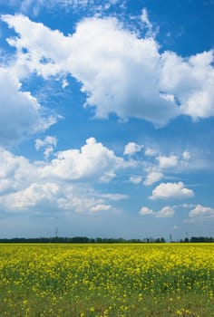 Landscape - green fields, the blue sky and white clouds
