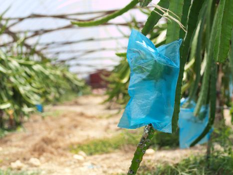 Red dragon fruit or Hylocereus undatus greenhouse farm in Malaysia