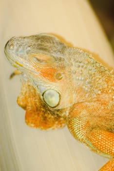 Iguana sitting on the sofa