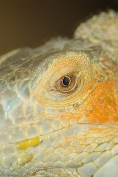macro of iguana, eye detail