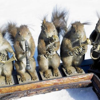 stuffed squirrels band