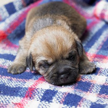 puppy (Border Terrier)