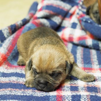 puppy (Border Terrier)