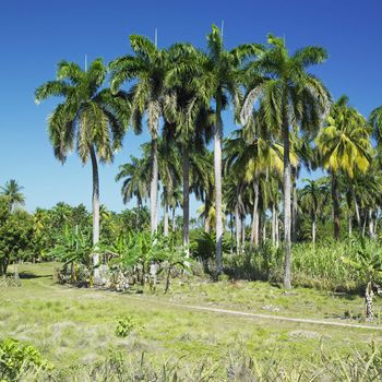 Parque Nacional Alejadro de Humboldt, Guant�namo Province, Cuba