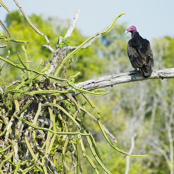 bird of prey, Cayo Sabinal, Camaguey Province, Cuba