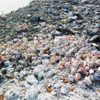 seashells, Cayo Sabinal, Camaguey Province, Cuba
