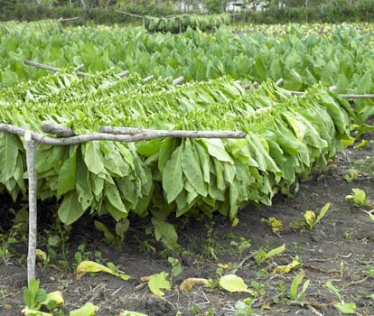 tobacco harvest, Ciego de �vila Province, Cuba