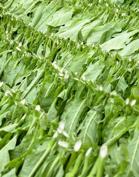 tobacco harvest, Ciego de �vila Province, Cuba