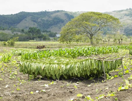 tobacco harvest, Ciego de �vila Province, Cuba