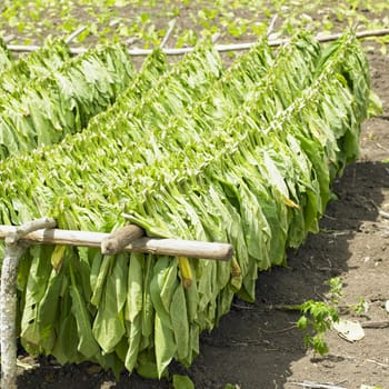 tobacco harvest, Ciego de �vila Province, Cuba