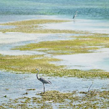 herons, Cayo Santa Maria, Villa Clara Province, Cuba