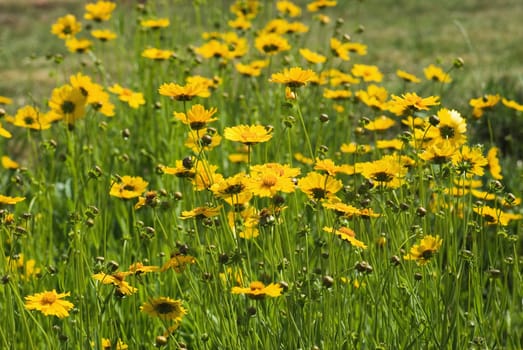 Wild daisies chamomile growing in a green meadow
