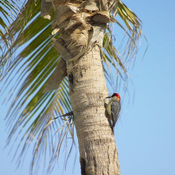 woodpecker, Maria la Gorda, Pinar del Rio Province, Cuba