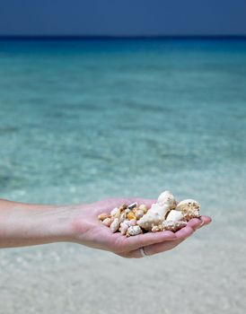 hand full of shells, Maria la Gorda Beach, Pinar del Rio Province, Cuba