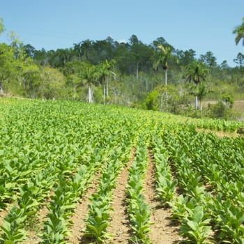 tobacco field, Pinar del Rio Province, Cuba