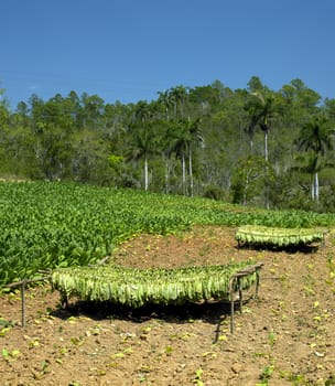 tobacco field, Pinar del Rio Province, Cuba