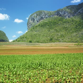 Vinales Valley, Pinar del Rio Province, Cuba