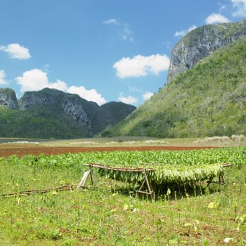 tobacco harvest, Vinales Valley, Pinar del Rio Province, Cuba