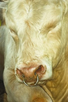 portrait of a bull with a metal ring in the nose