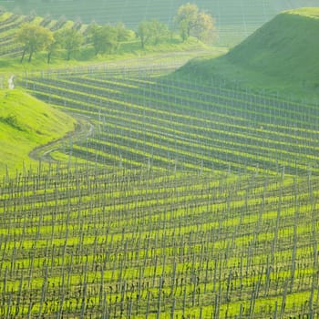 vineyard Ulehle, Livi Dubnany, Czech Republic