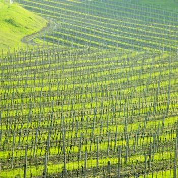 vineyard Ulehle, Livi Dubnany, Czech Republic