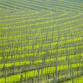 vineyard Ulehle, Livi Dubnany, Czech Republic