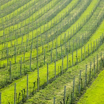 vineyard Ulehle, Livi Dubnany, Czech Republic