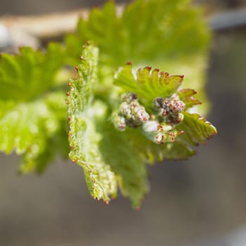 grape-vine bud