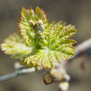 grape-vine bud