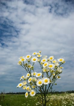 green field with blooming flowers and blue sky