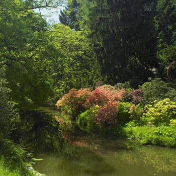 rhododendrons, Pruhonice, Czech Republic