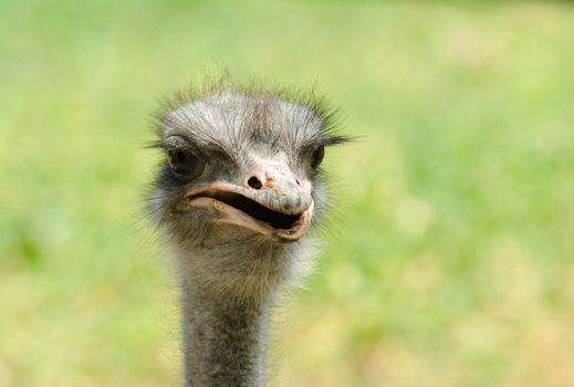 Portrait of an ostrich on a light background
