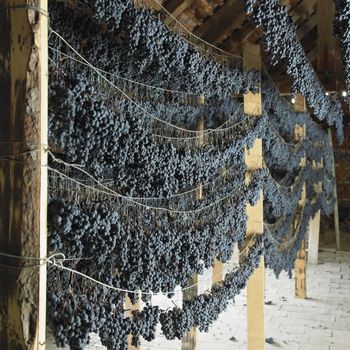 grapes drying for straw wine (neronet), Biza Winery, Cejkovice, Czech Republic