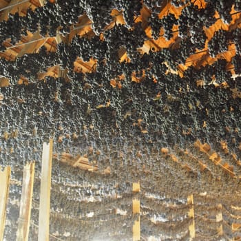 grapes drying for straw wine (neronet), Biza Winery, Cejkovice, Czech Republic