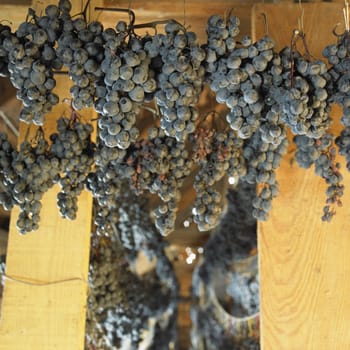 grapes drying for straw wine (neronet), Biza Winery, Cejkovice, Czech Republic
